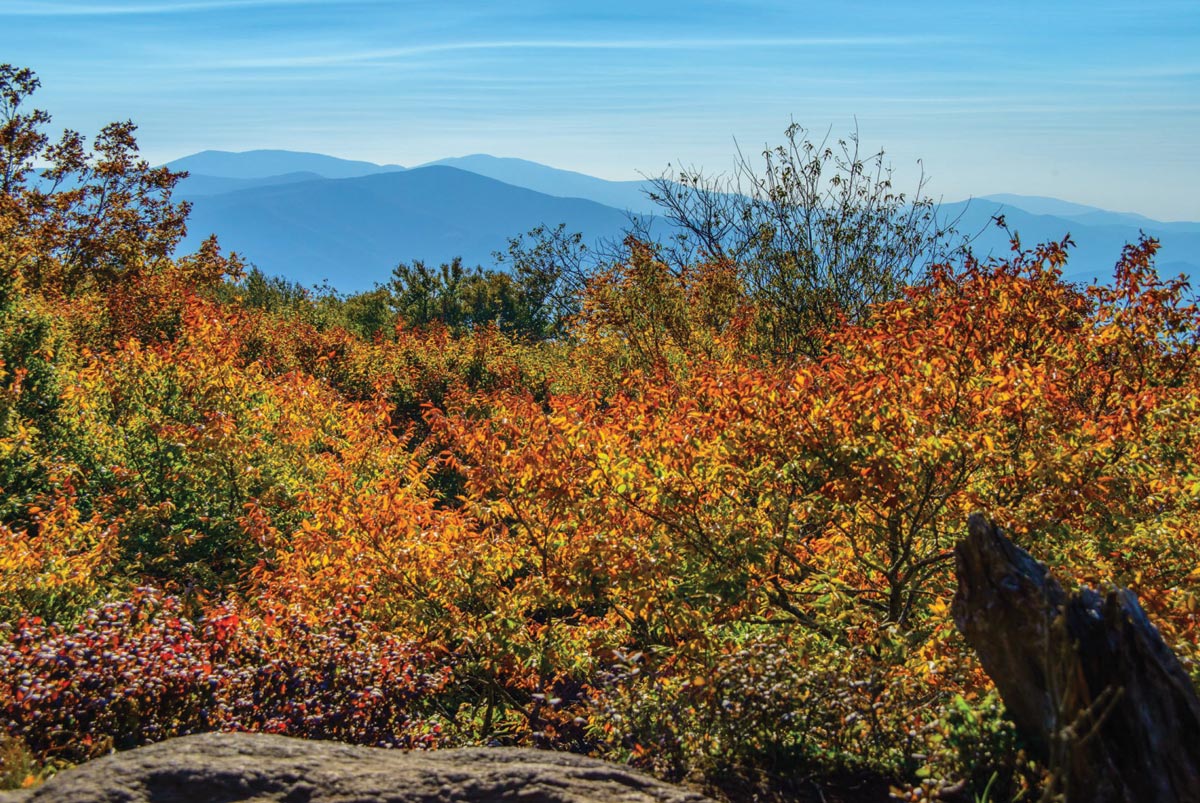 EMAIL SCAMS ON THE RISE: DO NOT SEND ANY MONEY OR GIFT CARDS